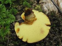 Goldgelber Lärchen-Röhrling